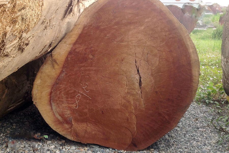 gỗ xá xị bao nhiêu 1kg