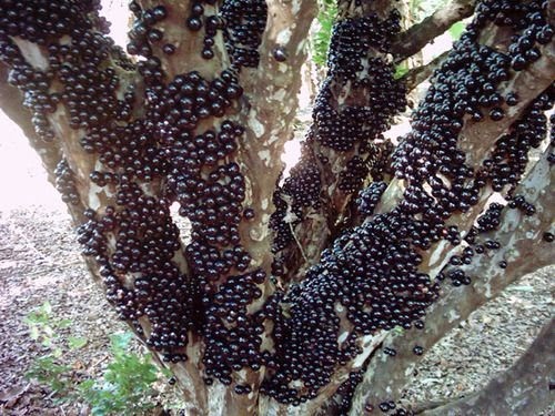 gỗ râu rừng