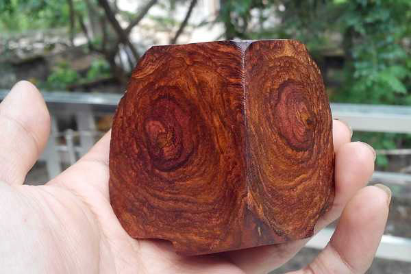 Tên khoa học của gỗ sưa đỏ là Dalbergia Tonkinensis Prain