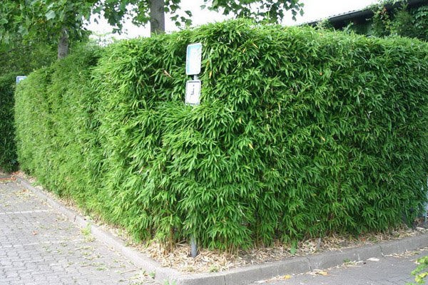 Tường rao làm bằng cây cối - Mẫu 1