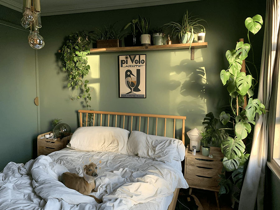 Cây xanh trang trí phòng ngủ