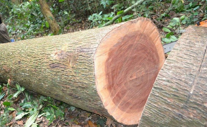 gỗ Xá xị hay còn được gọi là cây gỗ gù hương