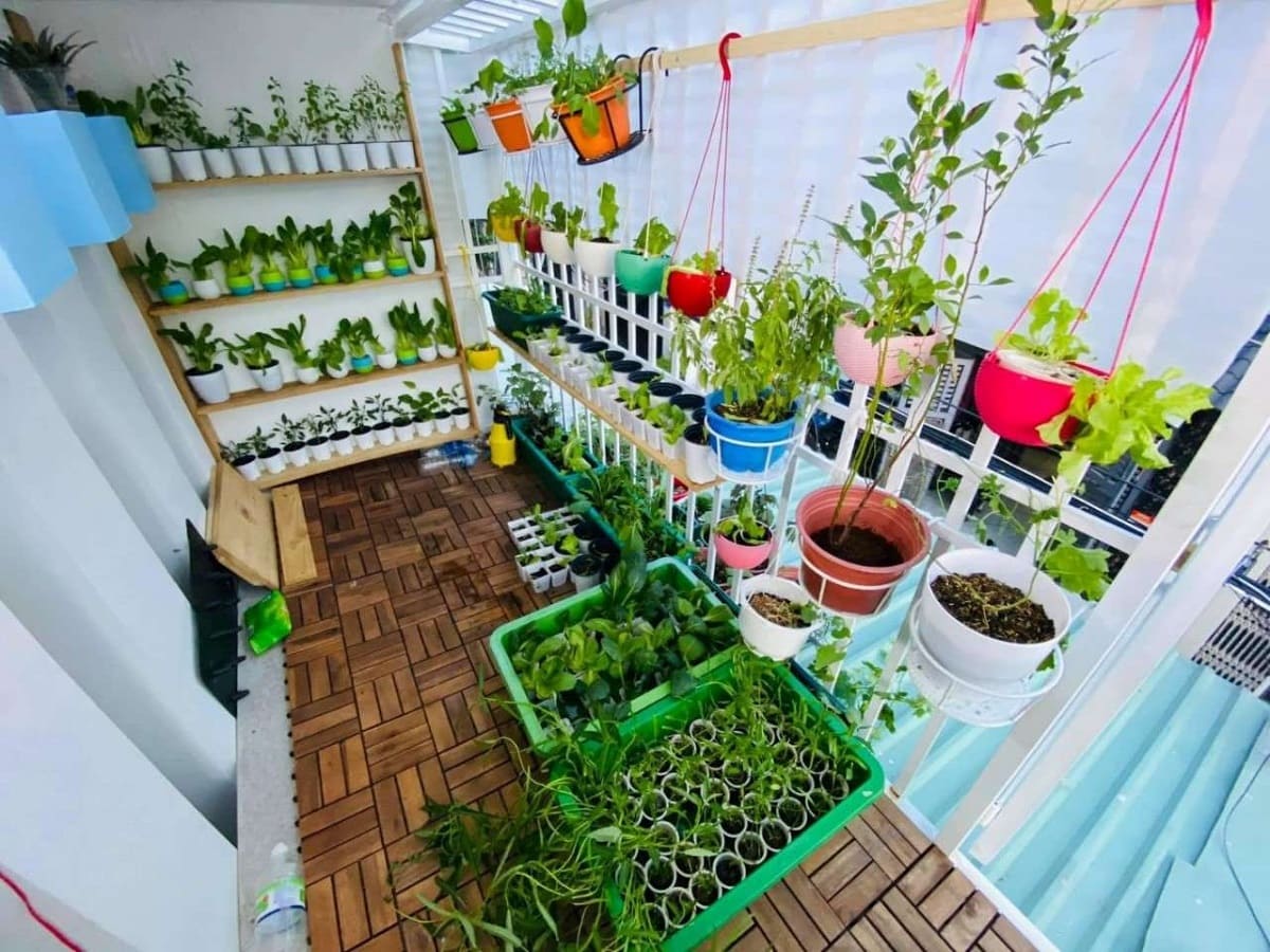 Biến ban công chung cư thành vườn rau xanh