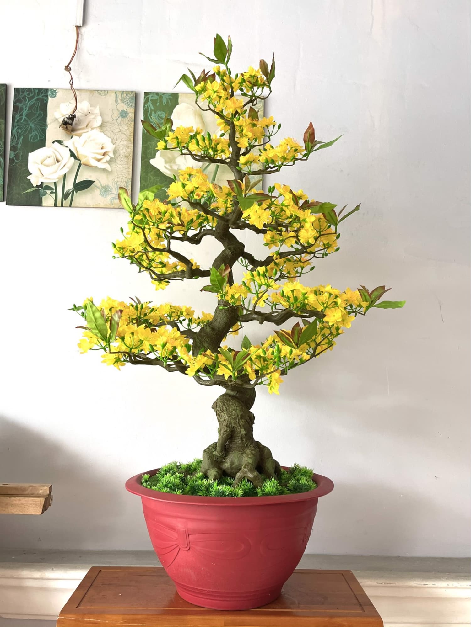 Chiêm ngưỡng mẫu cây mai giả dáng bonsai đẹp mắt