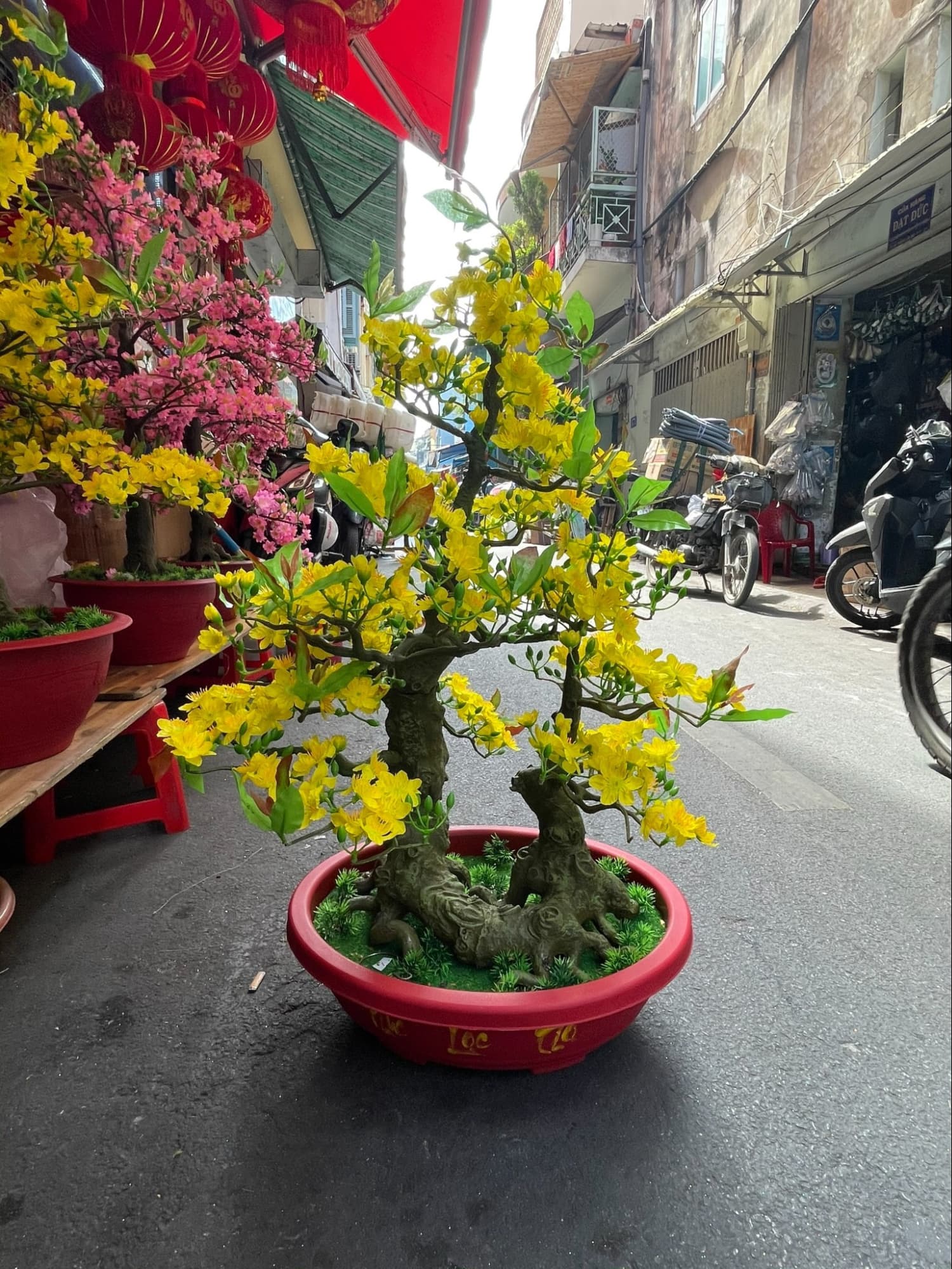 Trưng bày cây mai dáng bonsai trong nhà tạo không khí Tết 