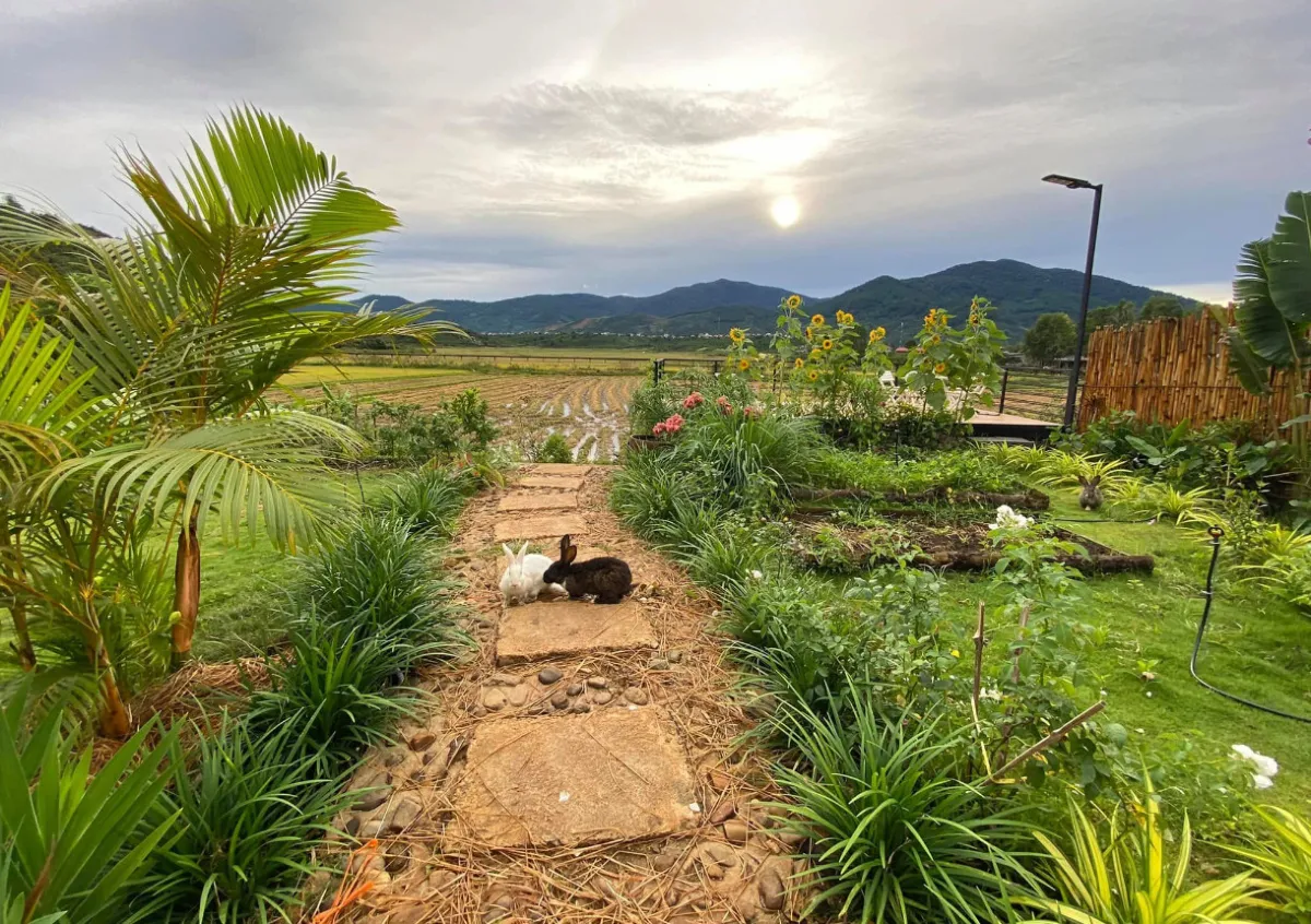 Trồng cây xanh đơn giản mà đẹp cho vườn quê Việt