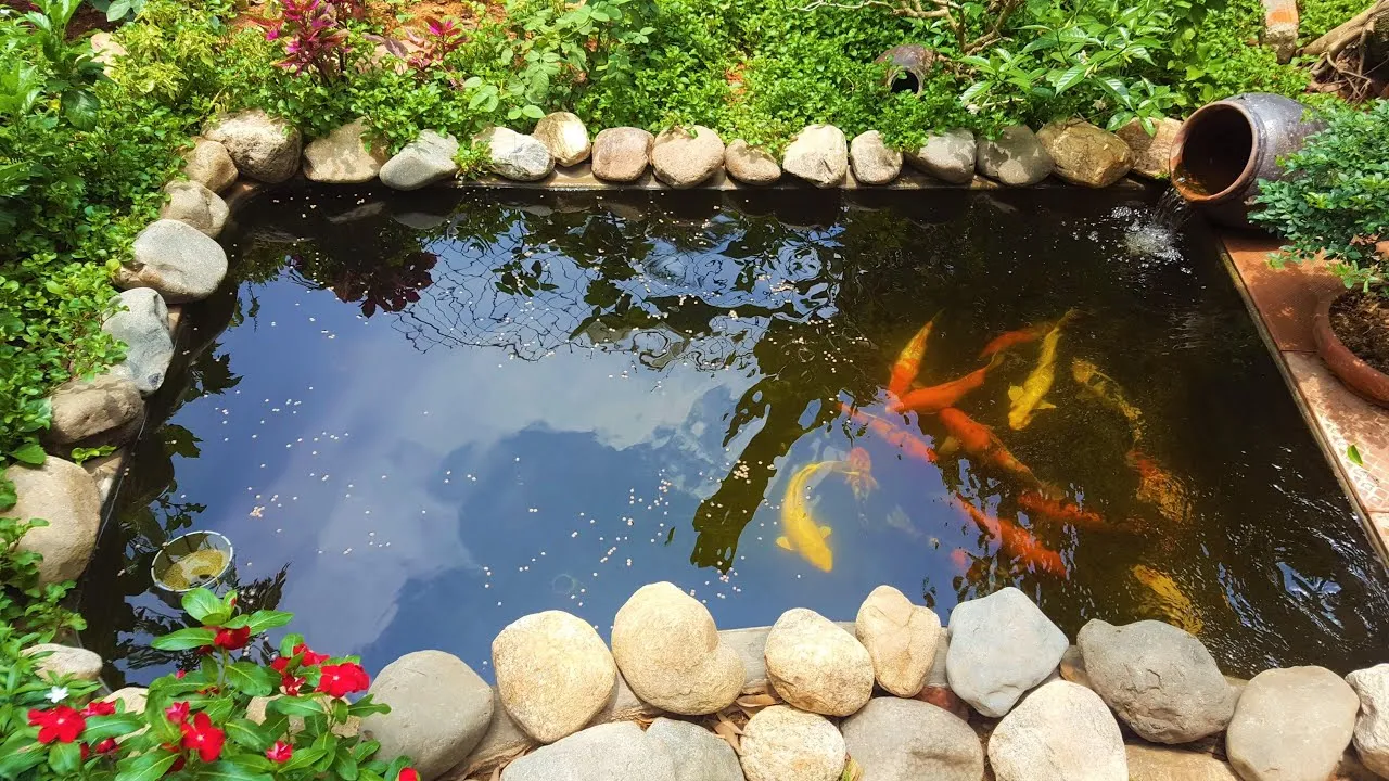 Xây dựng hồ cá trong tiểu cảnh sân vườn mini