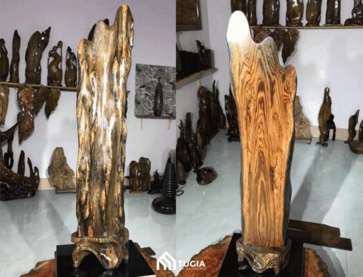 Gỗ thủy tùng giá bao nhiêu 1 khối? Ưu điểm và ứng dụng
