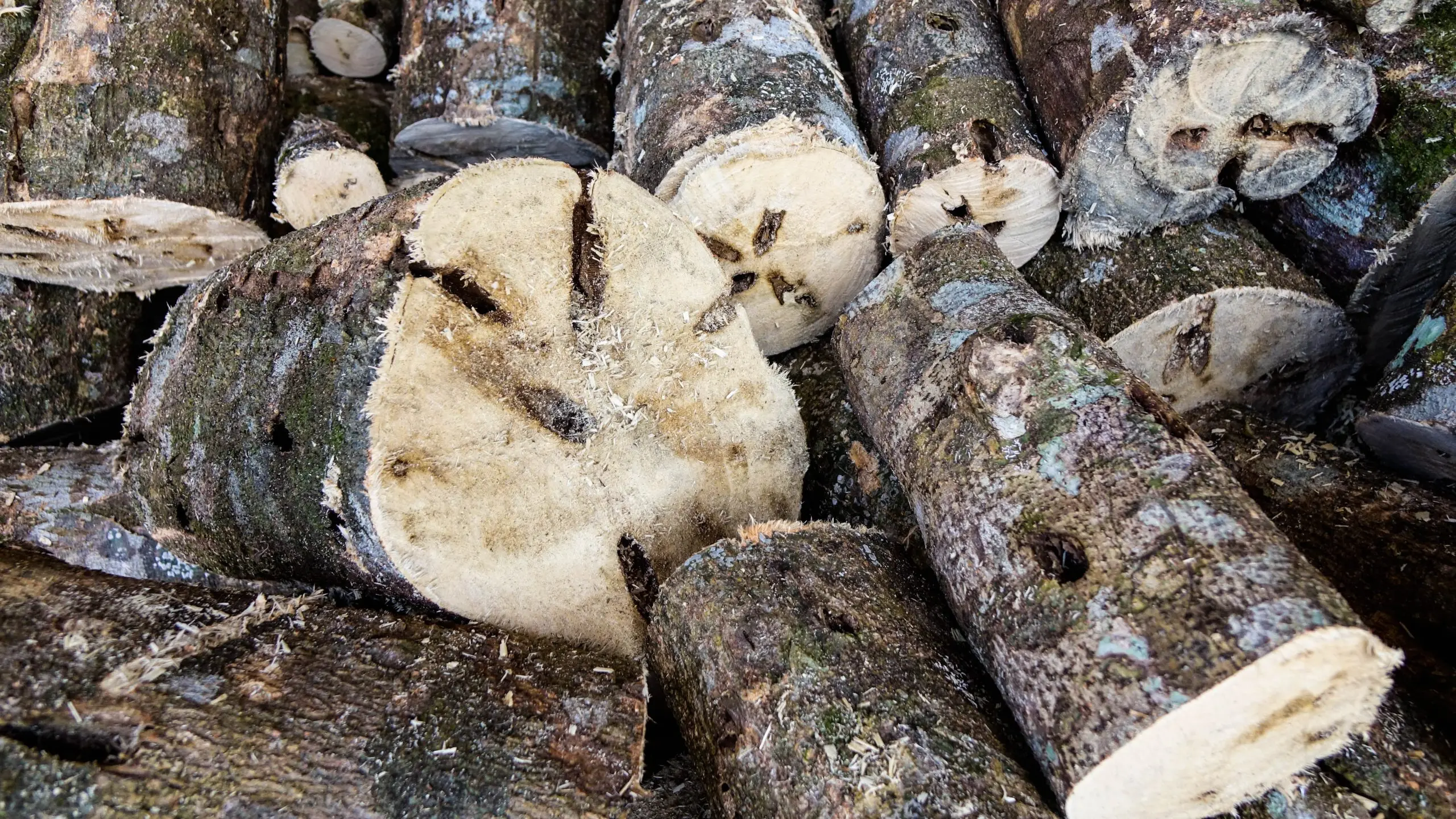 Các bí kíp giúp bạn phân biệt được gỗ trầm hương thật và giả đơn giản, dễ hiểu