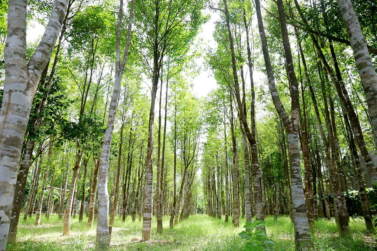 Cây gỗ trầm hương được phân bố chủ yếu tại những nơi có khí hậu nóng ẩm, lượng mưa dồi dào