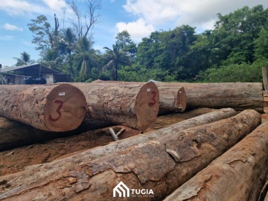 Gỗ sao là gì? Giá gỗ sao bao nhiêu tiền 1 khối?