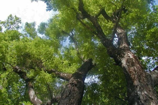 Cây xoan đào phân bố nhiều ở các tỉnh miền núi của Việt Nam