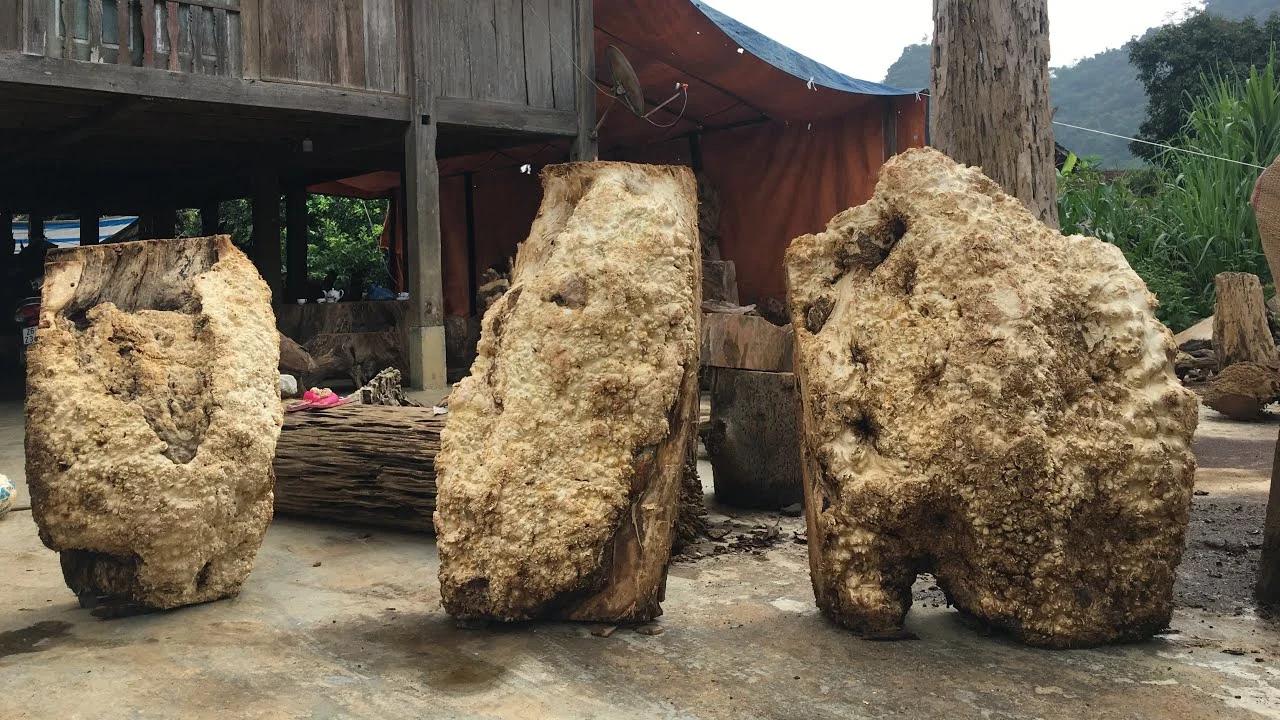 Gỗ nu là gì