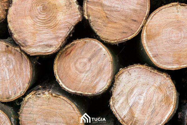 Gỗ phay là gỗ gì? Có tốt không? Giá bao nhiêu 1 khối?