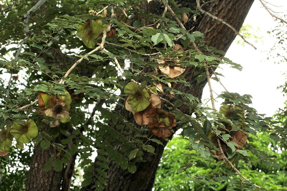 Nguồn gốc của gỗ Hương Đá
