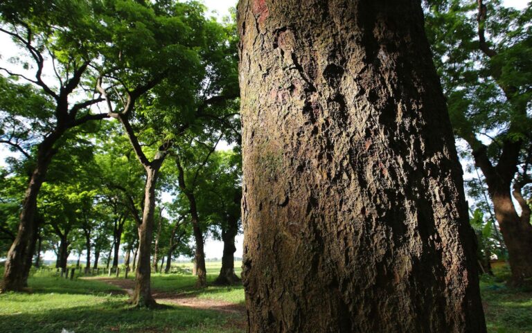 Đặc điểm của gỗ Lim