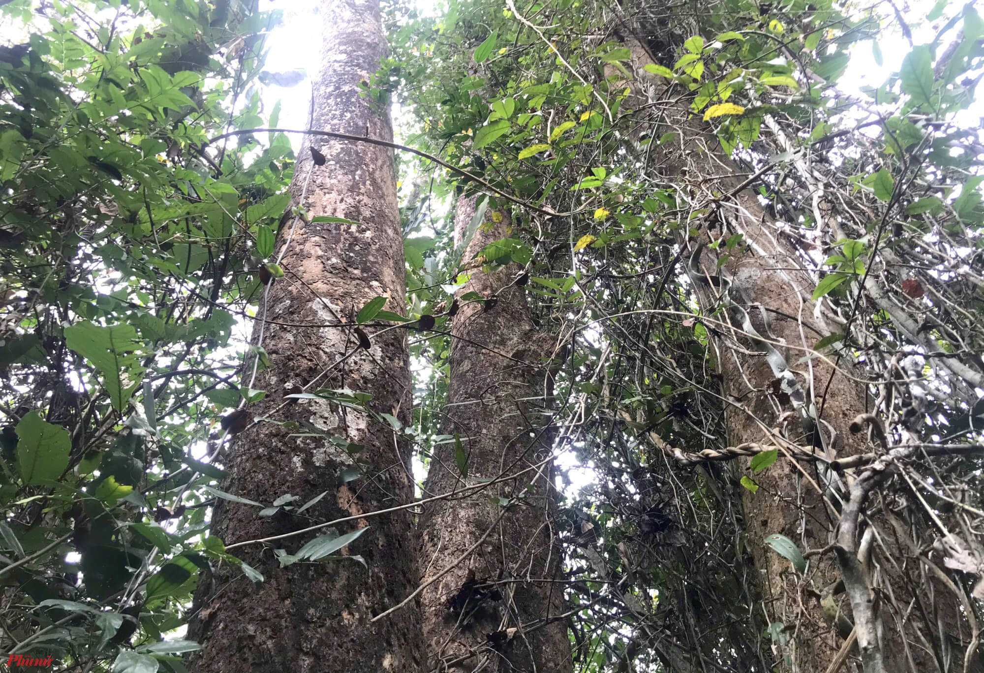 Cây gỗ Đinh hương được phân bố chủ yếu ở các vùng rừng rậm nhiệt đới ở Đông Nam Á