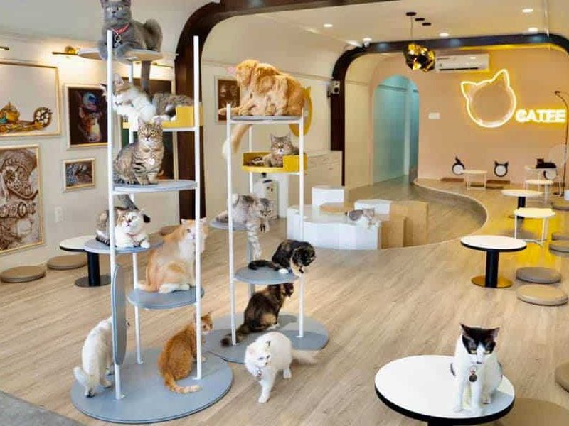 Thiết kế quán cafe mèo nhẹ nhàng, tinh tế và thoải mái
